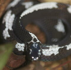 Asthenodipsas malaccanus