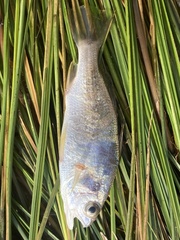 Bairdiella chrysoura