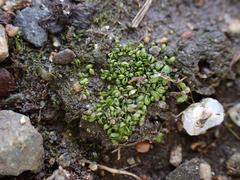 Sphaerocarpos texanus