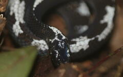 Asthenodipsas malaccanus