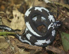 Asthenodipsas malaccanus