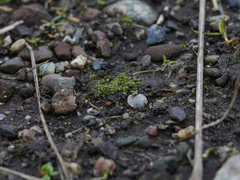 Sphaerocarpos texanus