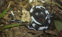 Asthenodipsas malaccanus