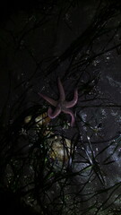 Pisaster brevispinus