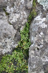 Limnanthes macounii
