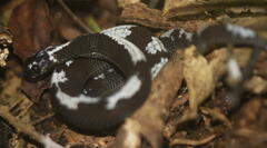 Asthenodipsas malaccanus