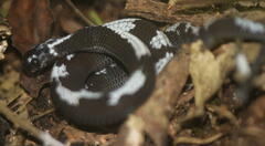 Asthenodipsas malaccanus