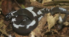 Asthenodipsas malaccanus