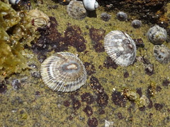 Siphonaria funiculata