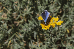 Polyommatus surakovi