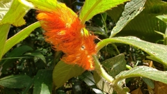 Columnea purpurata