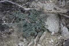 Euphorbia cinerascens