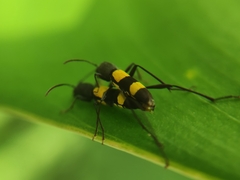 Mecometopus bicinctus