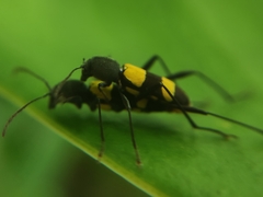 Mecometopus bicinctus