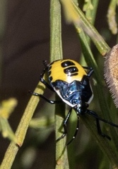 Commius elegans