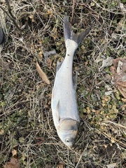 Hypophthalmichthys molitrix