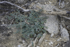 Euphorbia cinerascens