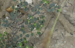 Euphorbia cinerascens