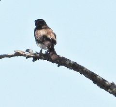 Spiziapteryx circumcincta