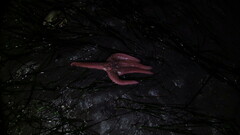 Pisaster brevispinus