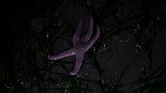 Pisaster brevispinus