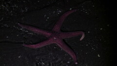 Pisaster brevispinus