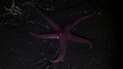 Pisaster brevispinus