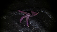 Pisaster brevispinus