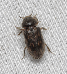 Heterocerus fenestratus
