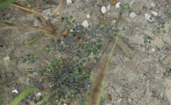 Euphorbia cinerascens