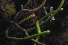 Caulerpa simpliciuscula