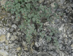 Euphorbia cinerascens