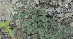 Euphorbia cinerascens