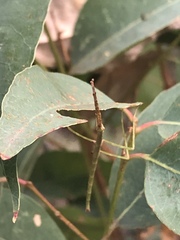 Didymuria violescens