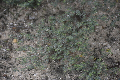 Euphorbia cinerascens