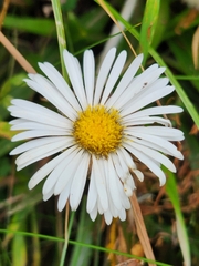 Celmisia spectabilis lanceolata