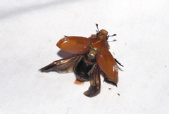 Anoplognathus viriditarsis