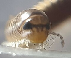 Cylindroiulus latzeli