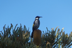 Phylidonyris niger