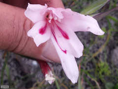 Gladiolus angustus