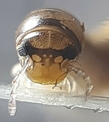 Cylindroiulus latzeli