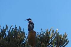 Phylidonyris niger