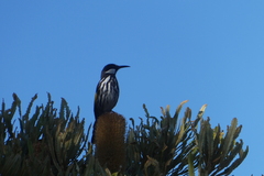 Phylidonyris niger