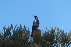 Phylidonyris niger