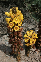 Cistanche phelypaea