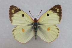 Colias alfacariensis