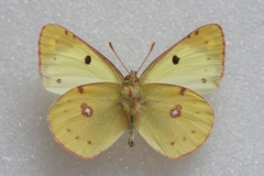 Colias alfacariensis