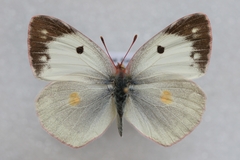 Colias alfacariensis