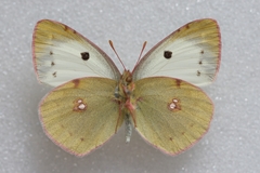 Colias alfacariensis