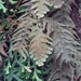 Hymenophyllum plumosum - Photo (c) vinicius_s_domingues, algunos derechos reservados (CC BY)
